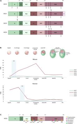 Argonaute Proteins: From Structure to Function in Development and Pathological Cell Fate Determination